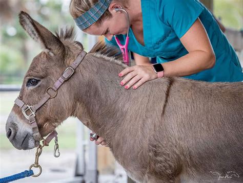 Farm vet near me - Best Veterinarians in Martinsburg, WV - Vets & Pets Pet Hospital, Cleveland Clinic Mobile Veterinary Services, Townsend Robin W Vet, Martinsburg Animal Hospital, Shenandoah Veterinary Hospital, House Paws, Spring Mills Veterinary Hospital, Byers Michelle DVM, O'donnell S R DVM, Masters Patrick G DVM 